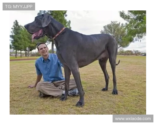 乔治家的狗都比某些首发挣得多